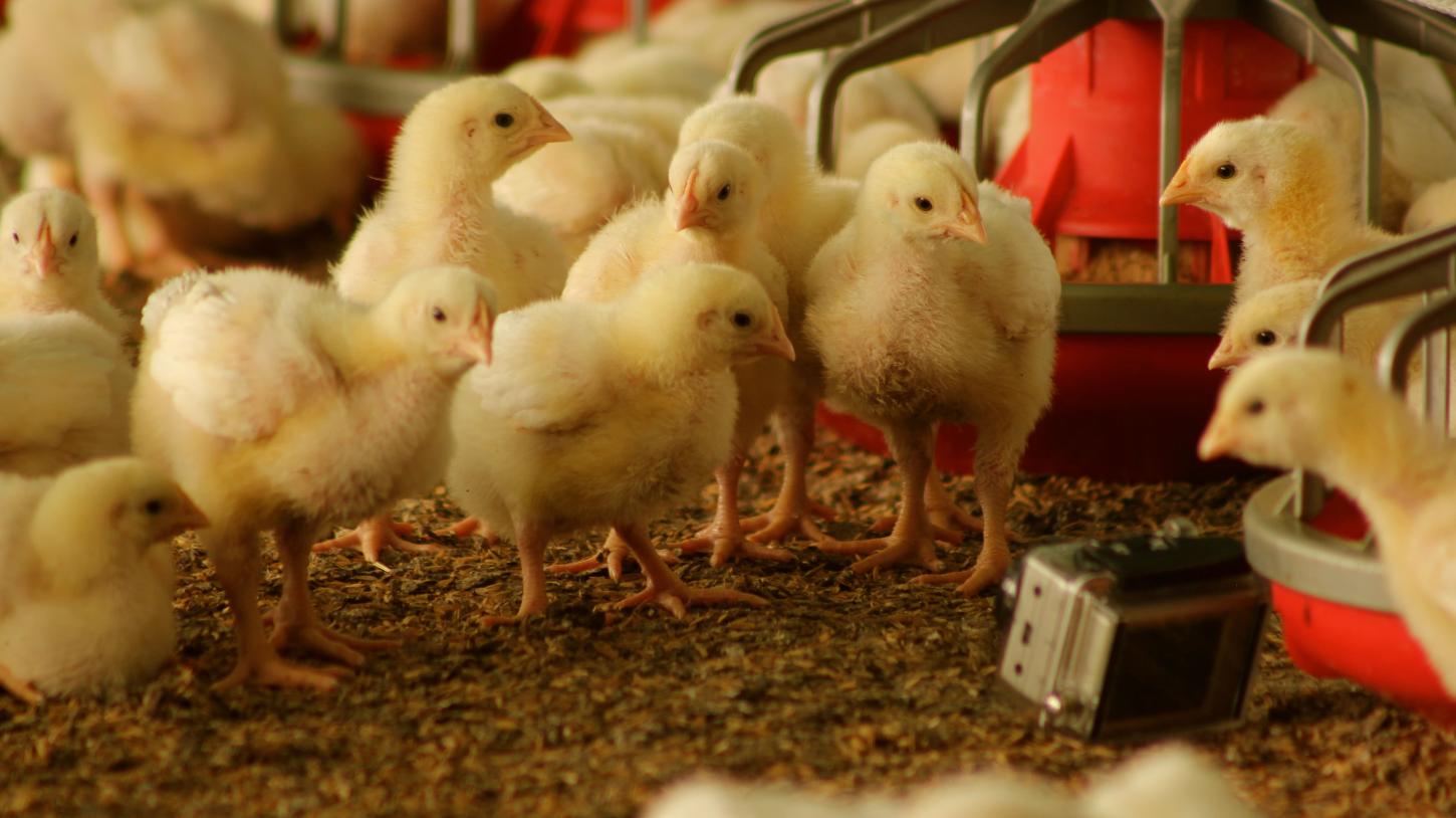 Nutrição nas primeiras fases da matriz pesada define desempenho reprodutivo na avicultura