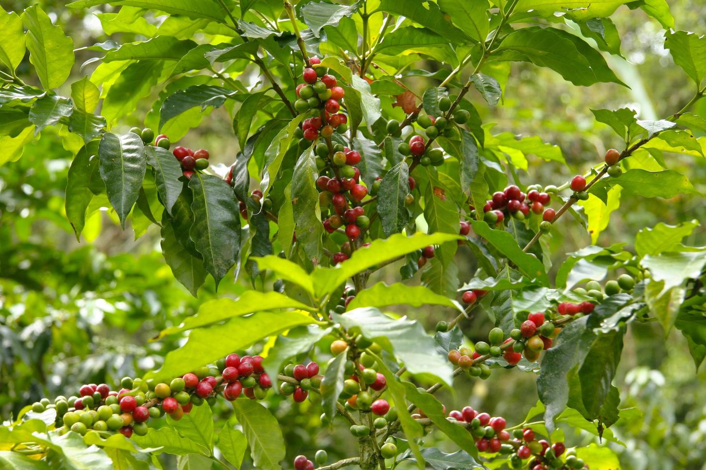 Para além da soja, CJ Selecta amplia portfólio com lançamento de tecnologia voltada à melhoria de frutos