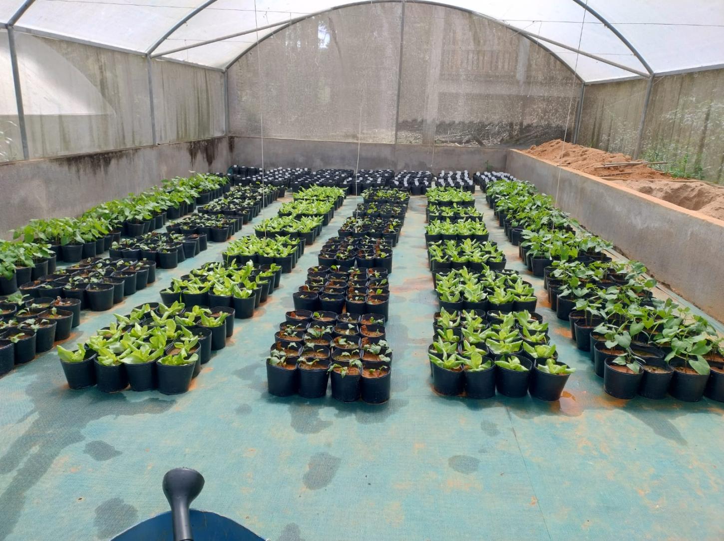 Pesquisa brasileira iniciada nos anos 1990 abriu caminho para uso agrícola de silicatos