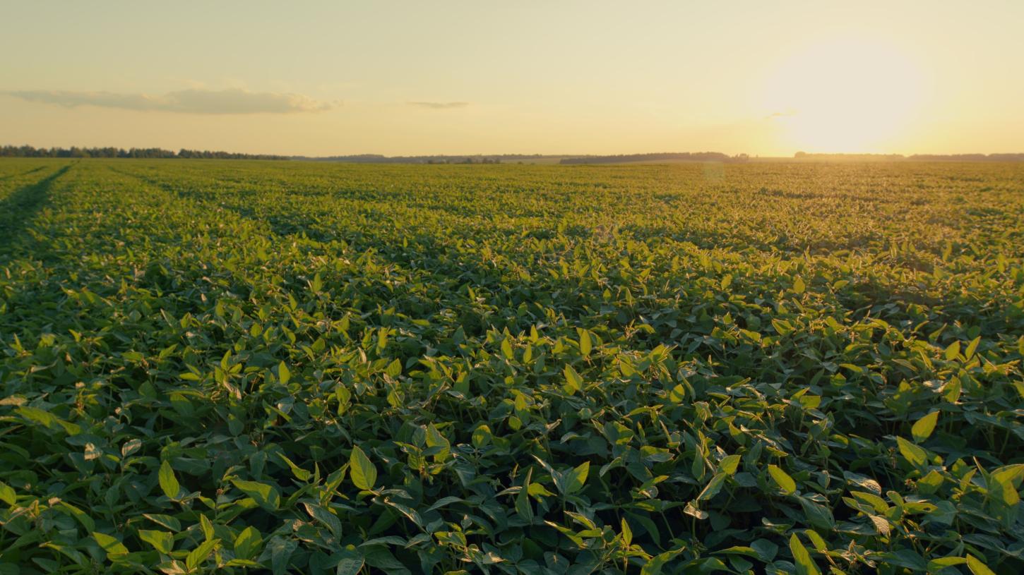 Planejamento e manejo fitossanitário são fundamentais para a sustentabilidade e o sucesso da produção agrícola
