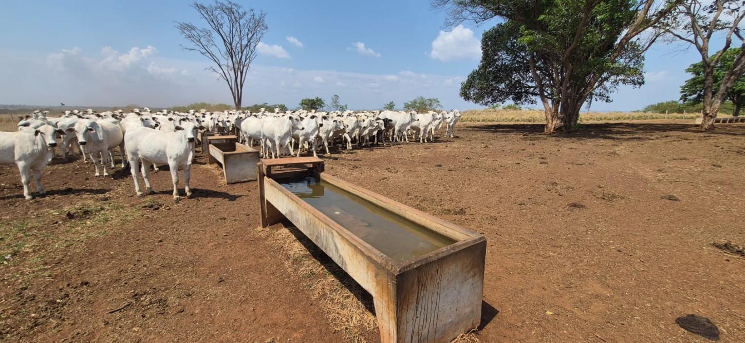 Qualidade da água impacta produtividade na pecuária