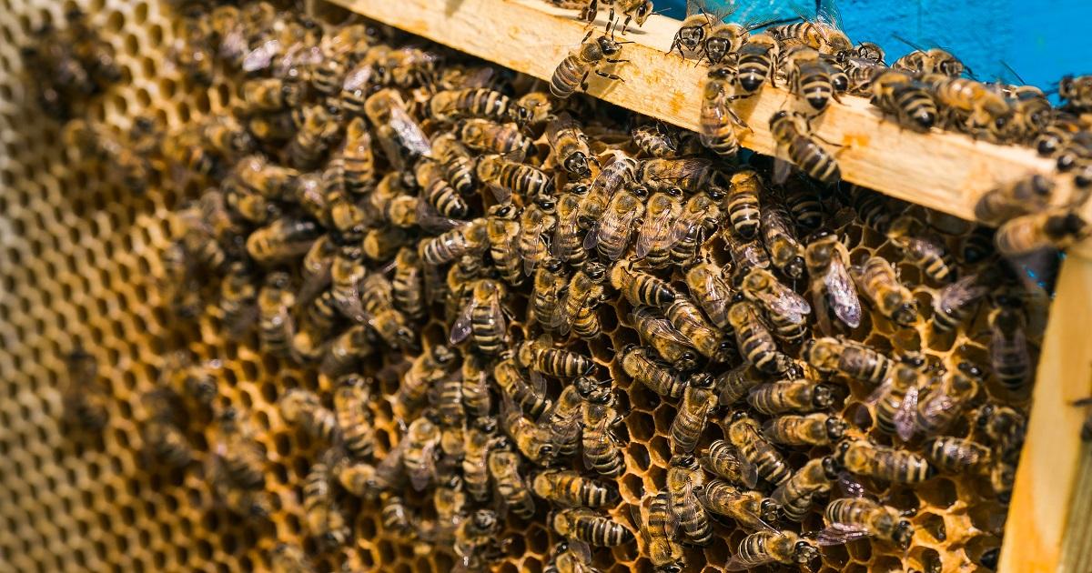 ARTIGO I Efeito das variações bruscas de temperatura sobre colônias de abelhas (Apis mellifera) e estratégias para redução do impacto