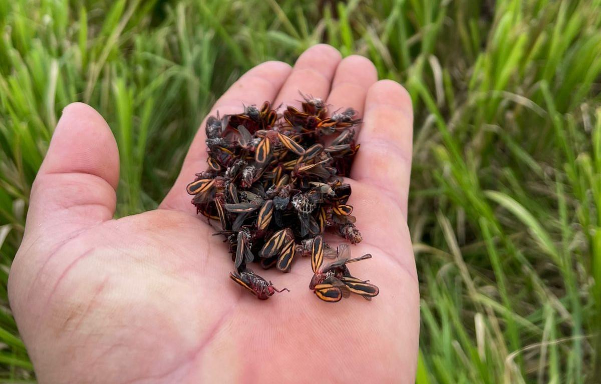 Ataque de pragas ameaça produtividade das pastagens e acende alerta na pecuária brasileira