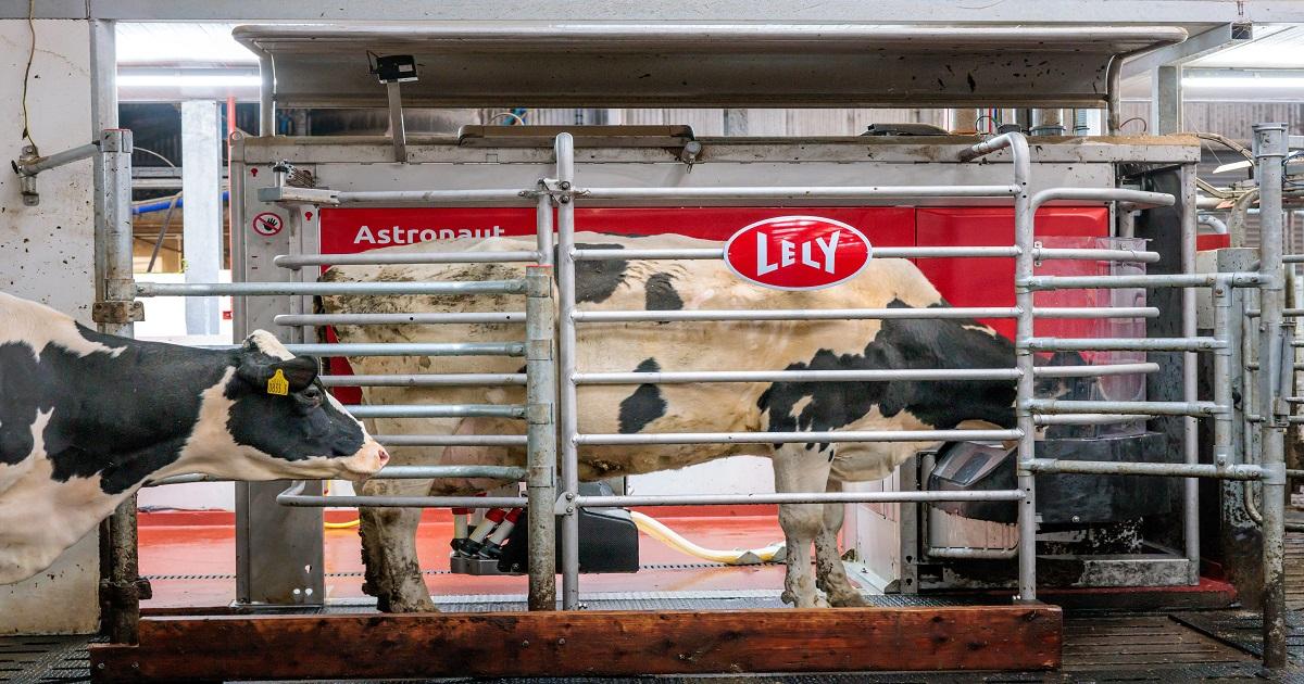 Automação direciona vacas para área de manejo e agiliza rotina nas fazendas leiteiras