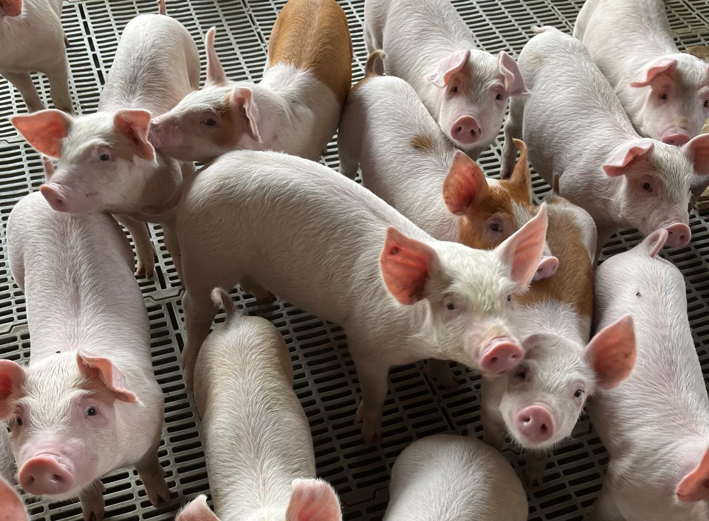 COBEA lança manifesto que relaciona bem-estar animal à prevenção de doenças e ao uso racional de antimicrobianos