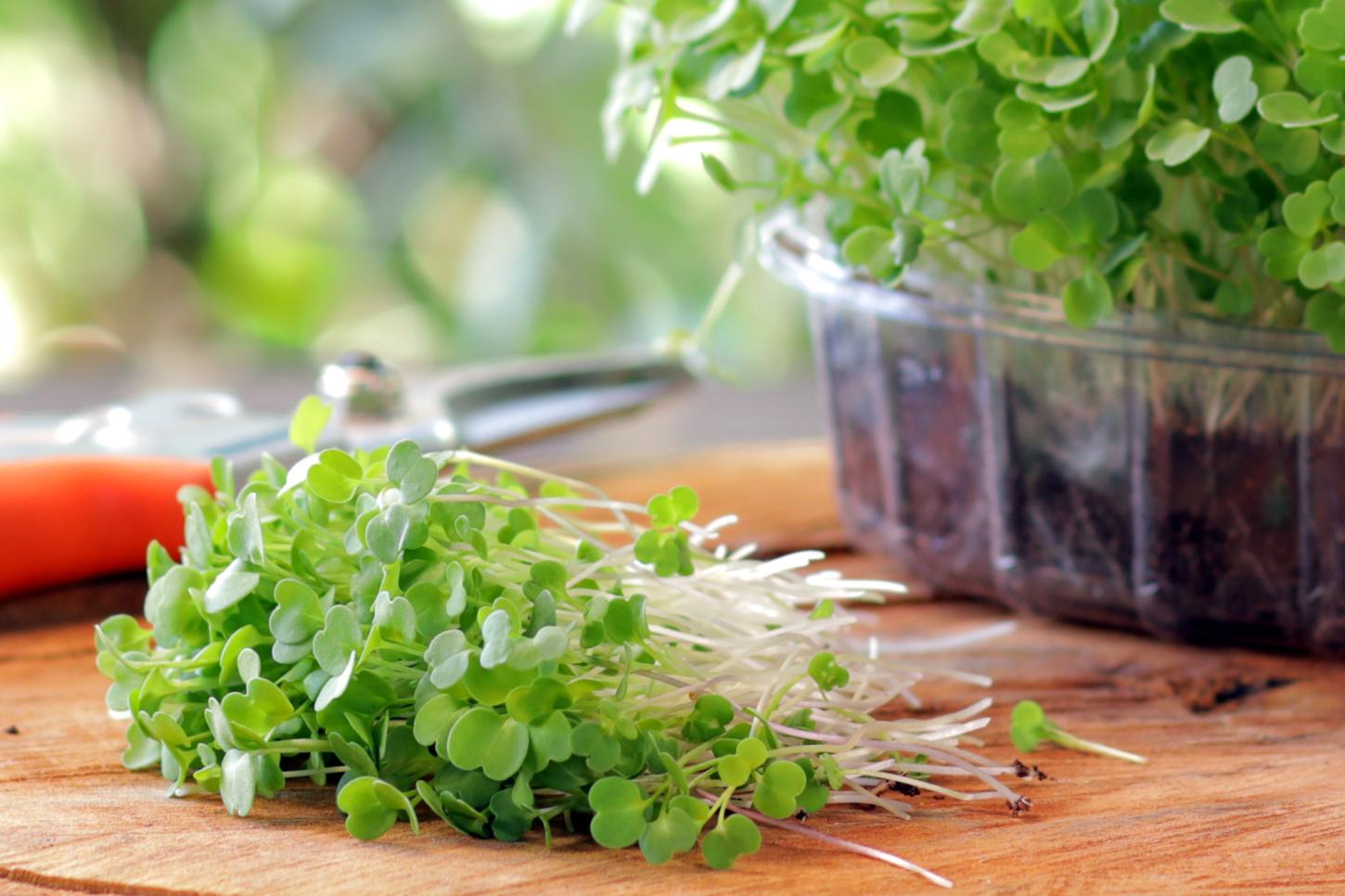Cultivo de microverdes em pequena escala exige atenção à escolha das sementes