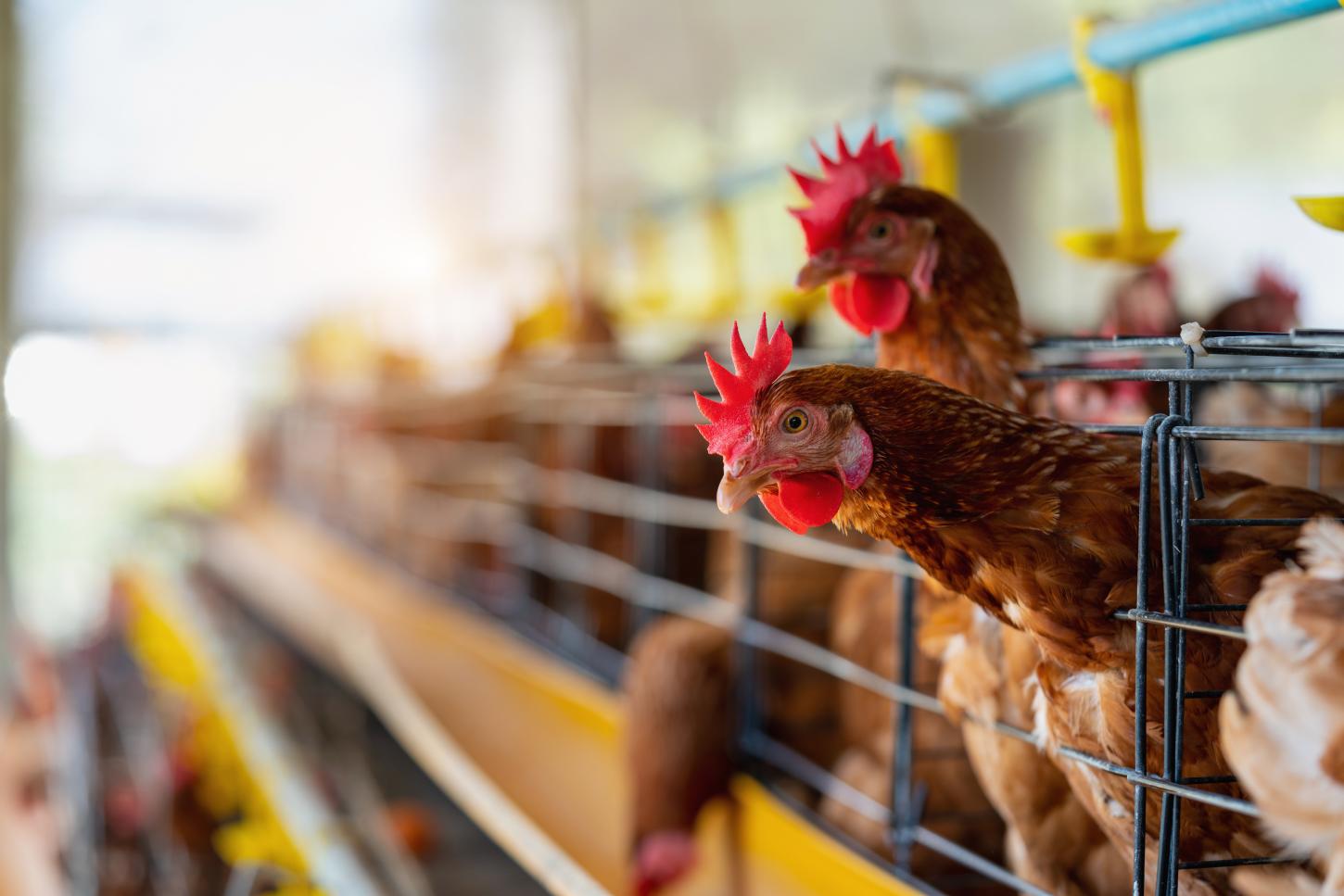 Estratégias de prevenção protegem reputação da avicultura brasileira no mercado global