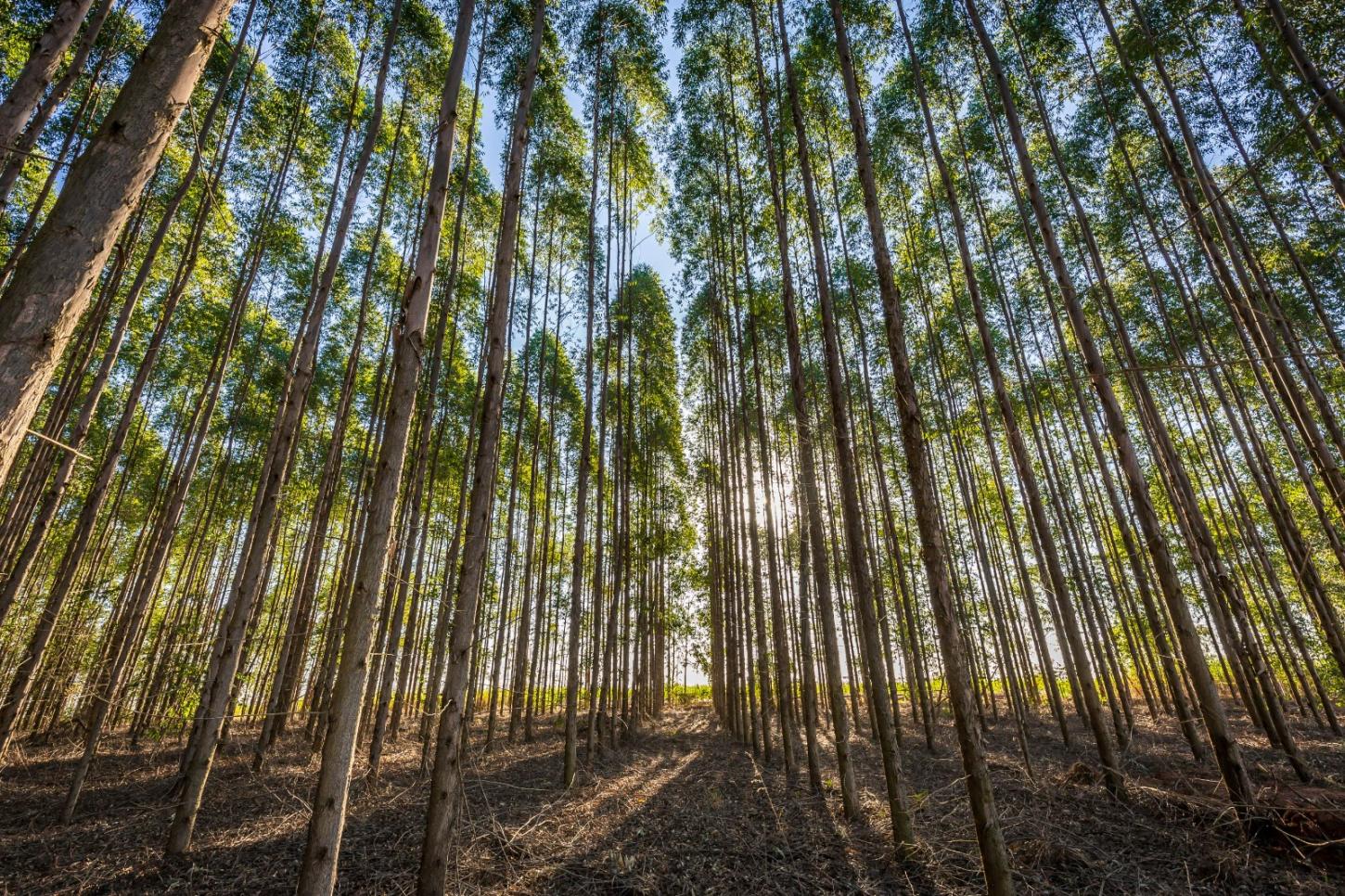 Manejo do solo impulsiona produtividade e acelera o ciclo das florestas plantadas