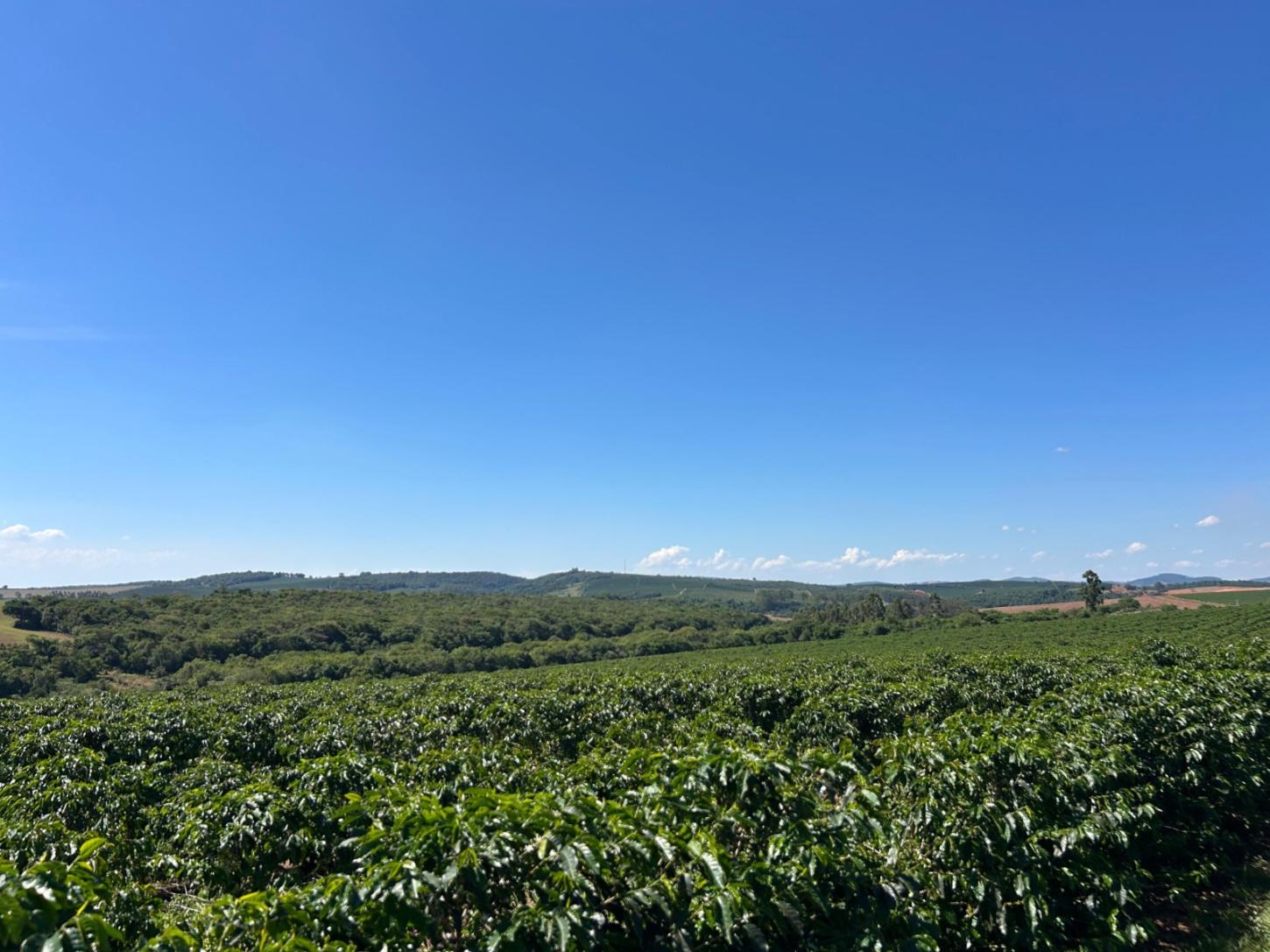 Manejo integrado de doenças no cafeeiro: efeito do silício no controle da cercosporiose chega a 63,2%