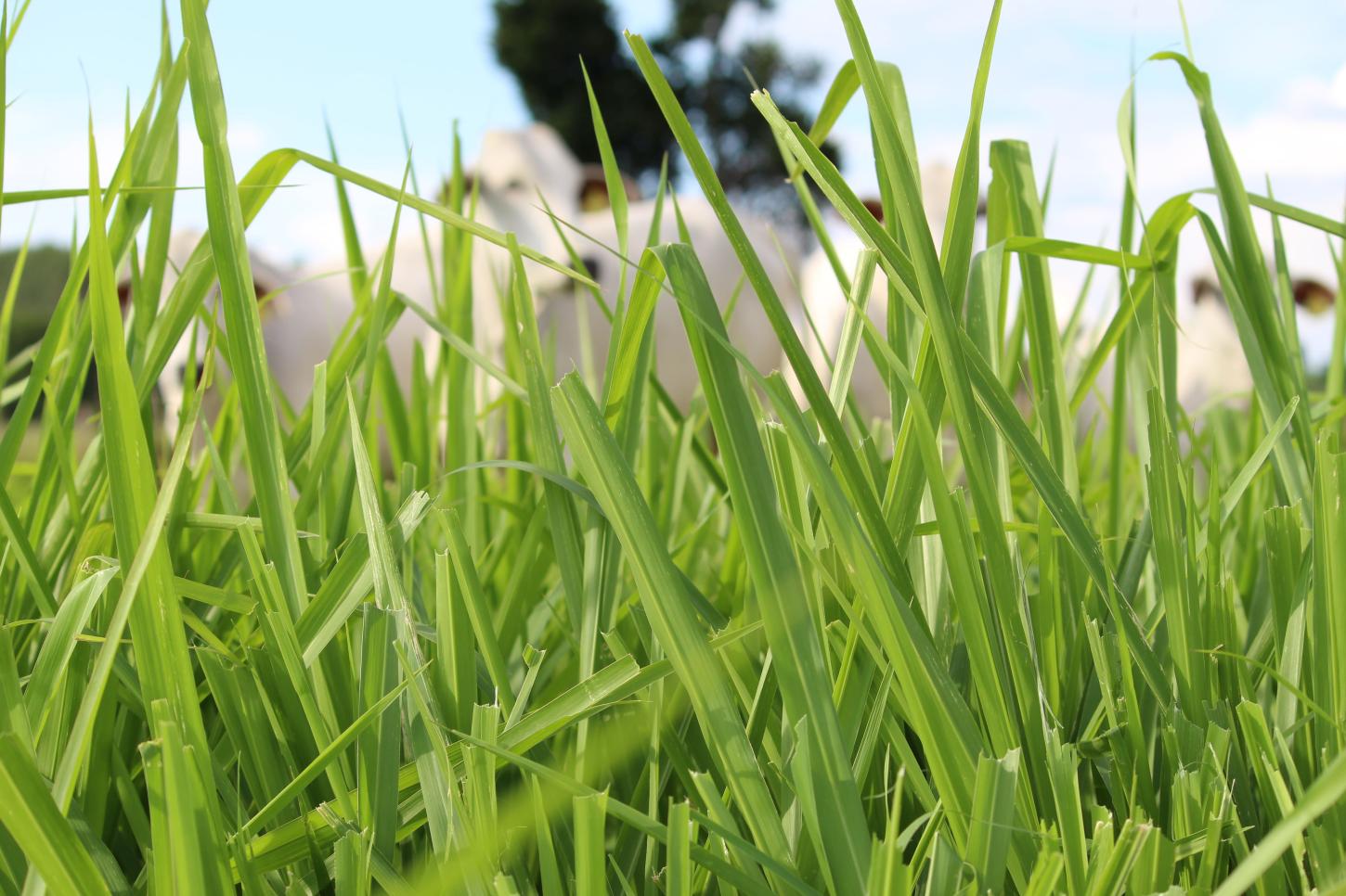 Pasto verde não é sinônimo de dieta equilibrada para a recria