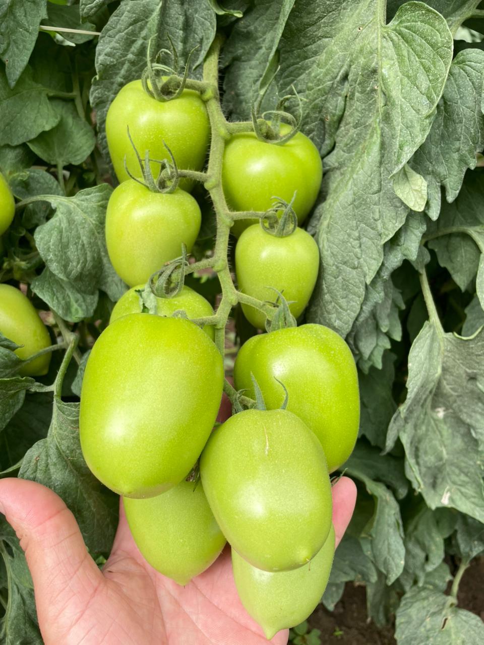 Qualidade do fruto define quanto da produção de tomate chega ao mercado