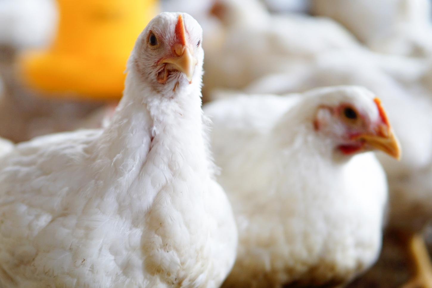 Saúde intestinal exige monitoramento e biosseguridade para reduzir perdas na avicultura