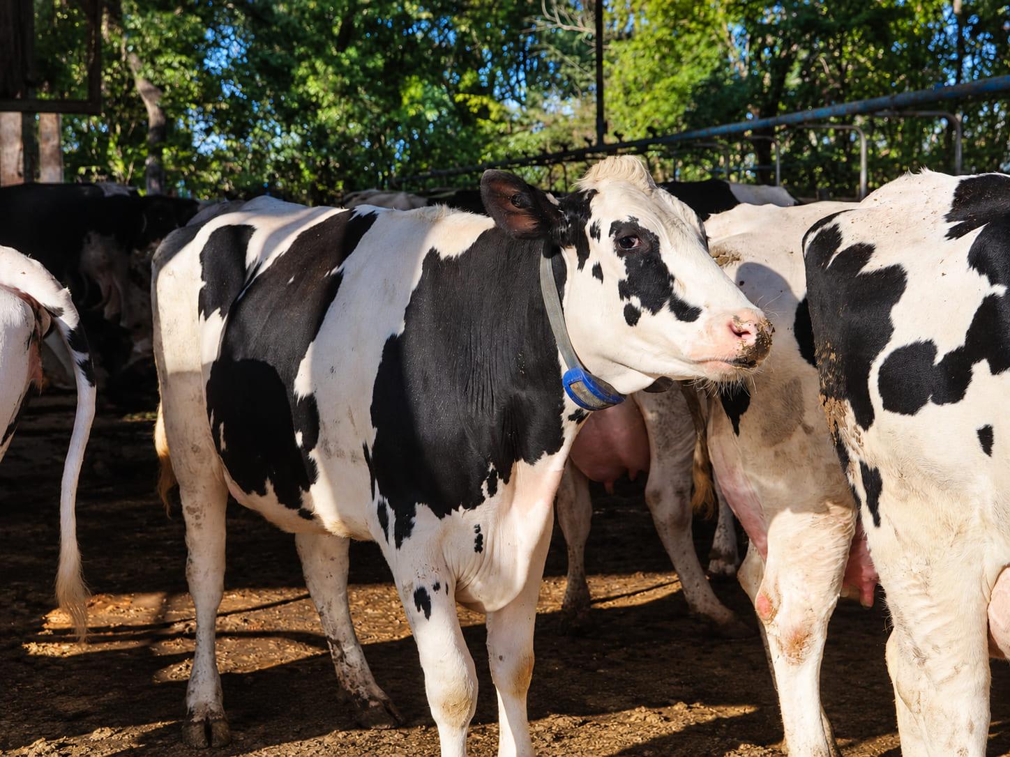 Taxa de prenhez chega a 32% em fazenda leiteira após adoção de monitoramento inteligente