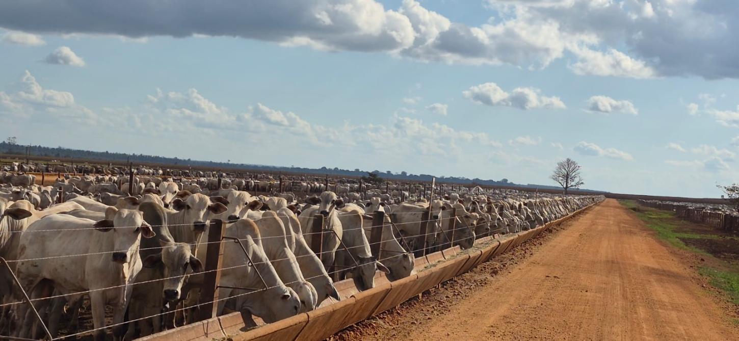 Tecnologia para gestão nutricional e operacional do rebanho reduz perdas e impulsiona a rentabilidade da fazenda